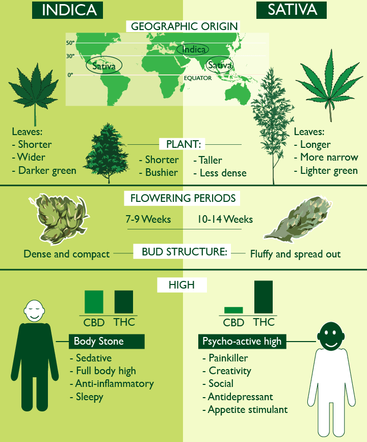 the differences between sativa and indica